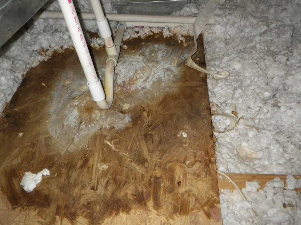 Mold in the attic